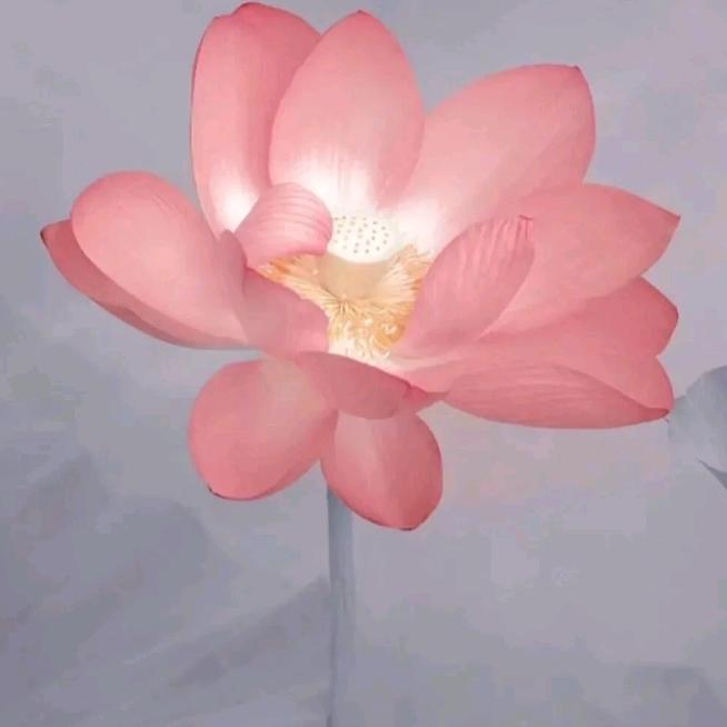 欧加翠