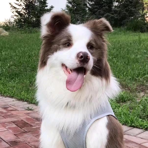 丁香色边牧格林🌸@抖音