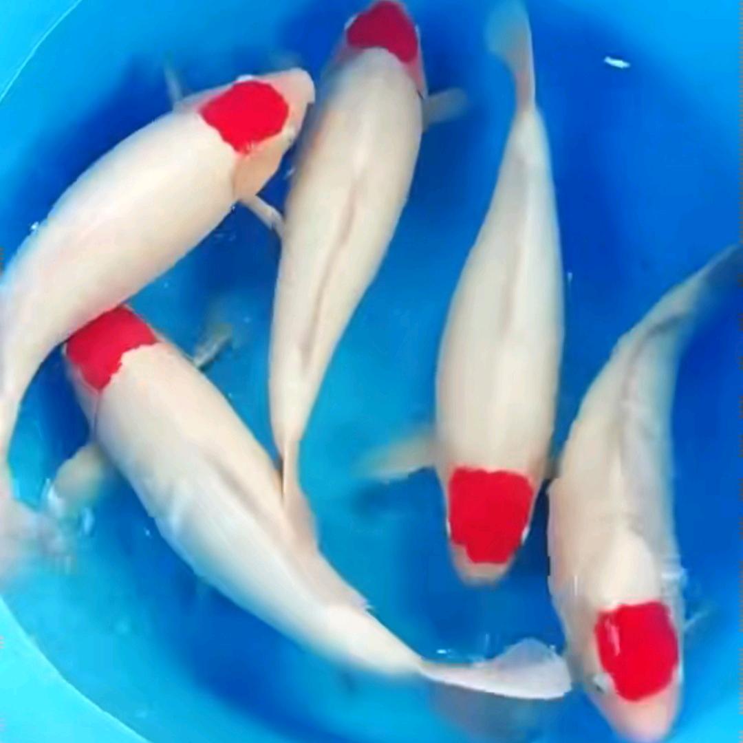 佛山兰微锦鲤（选鱼请私信）