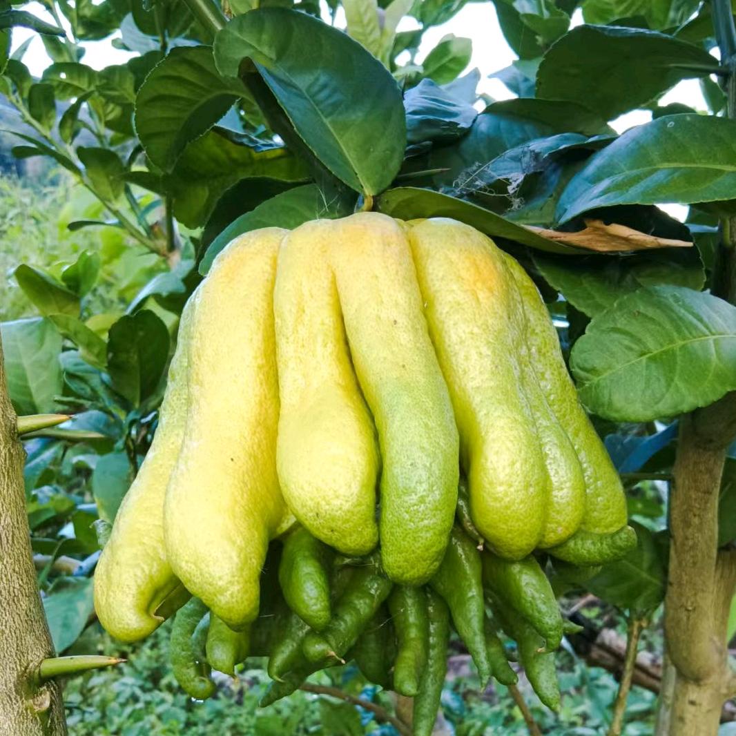 供应佛手果，香缘果！