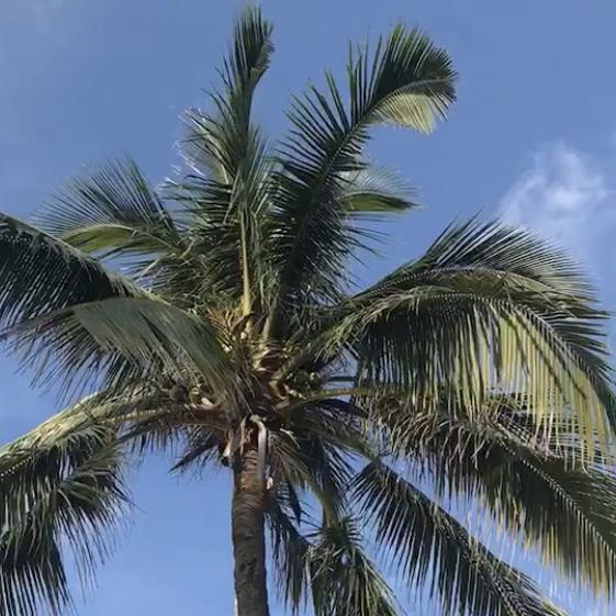 小小花🌸