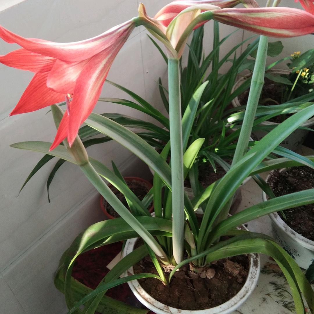 旭日阳刚