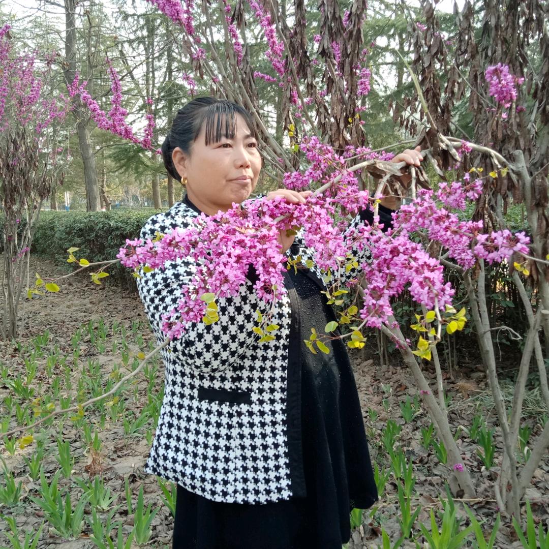 红牡丹5010