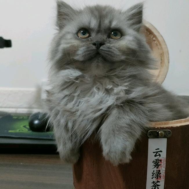 彩虹姐🎤