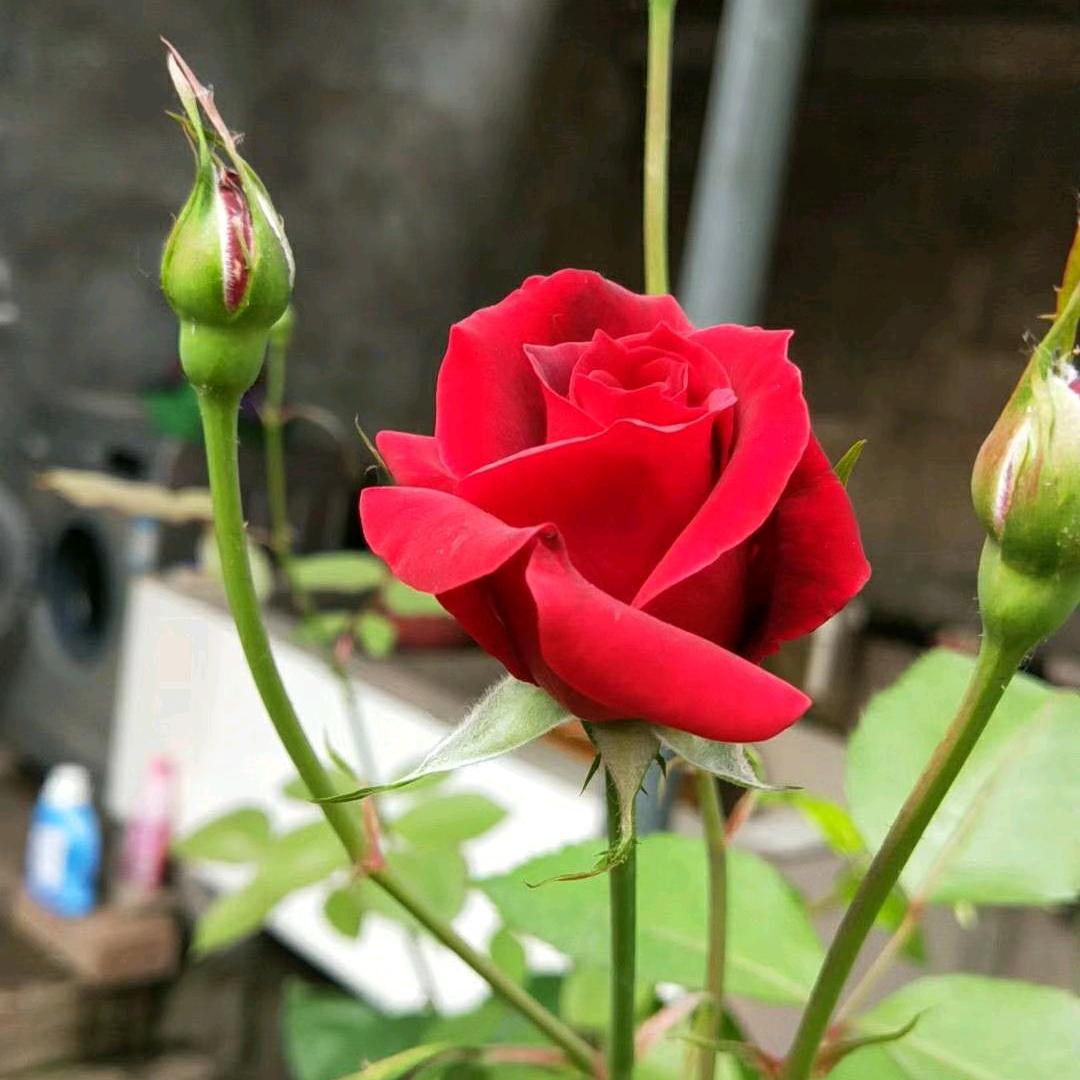 玉平小吃
