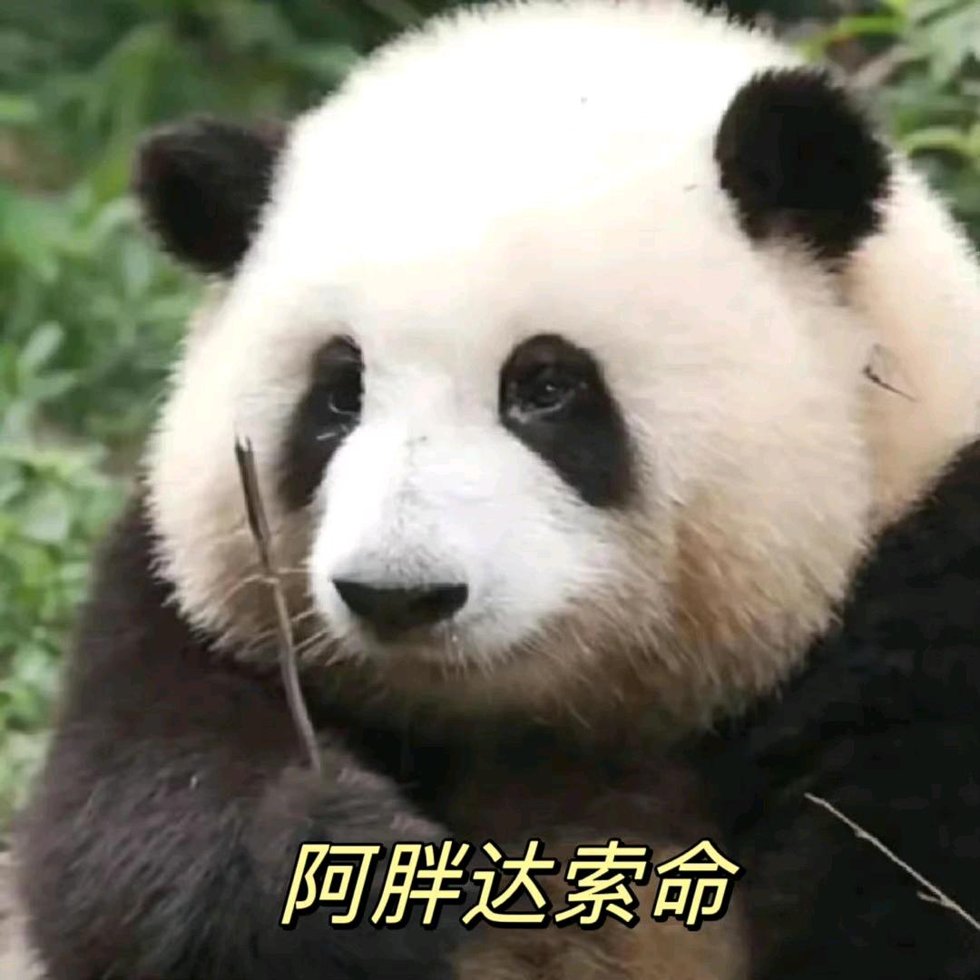 阿胖达肉肉