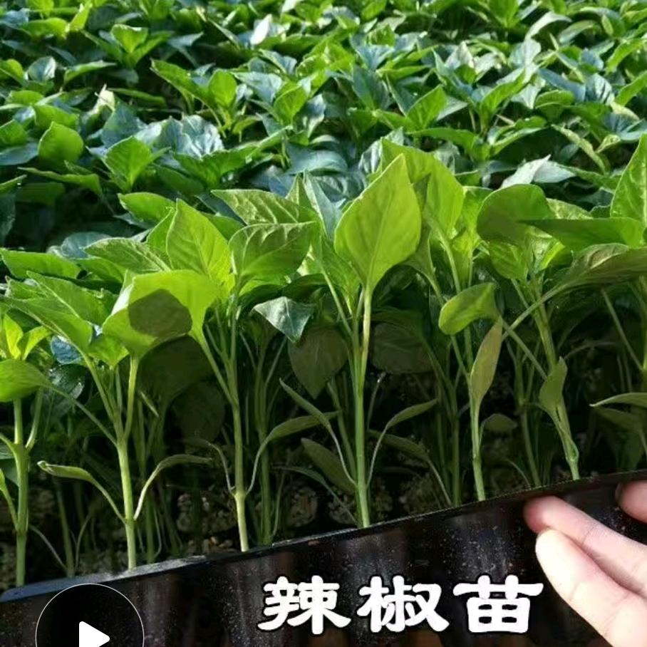 信誉种苗