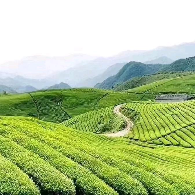 程时茶莊批发零售，面向全国免费包邮