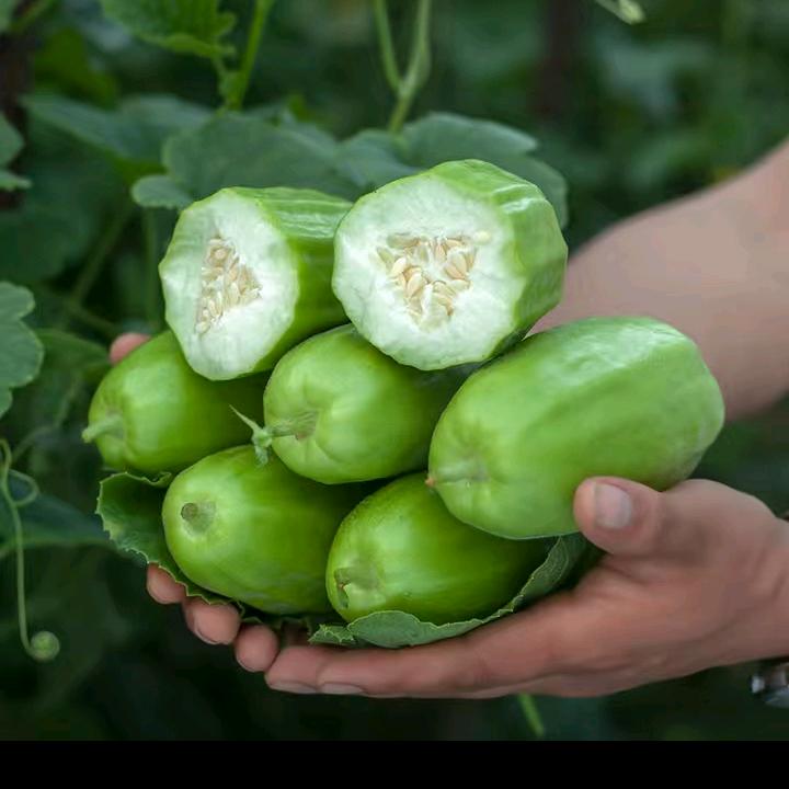 蔡春园--五彩椒种植+绿瓤脆瓜