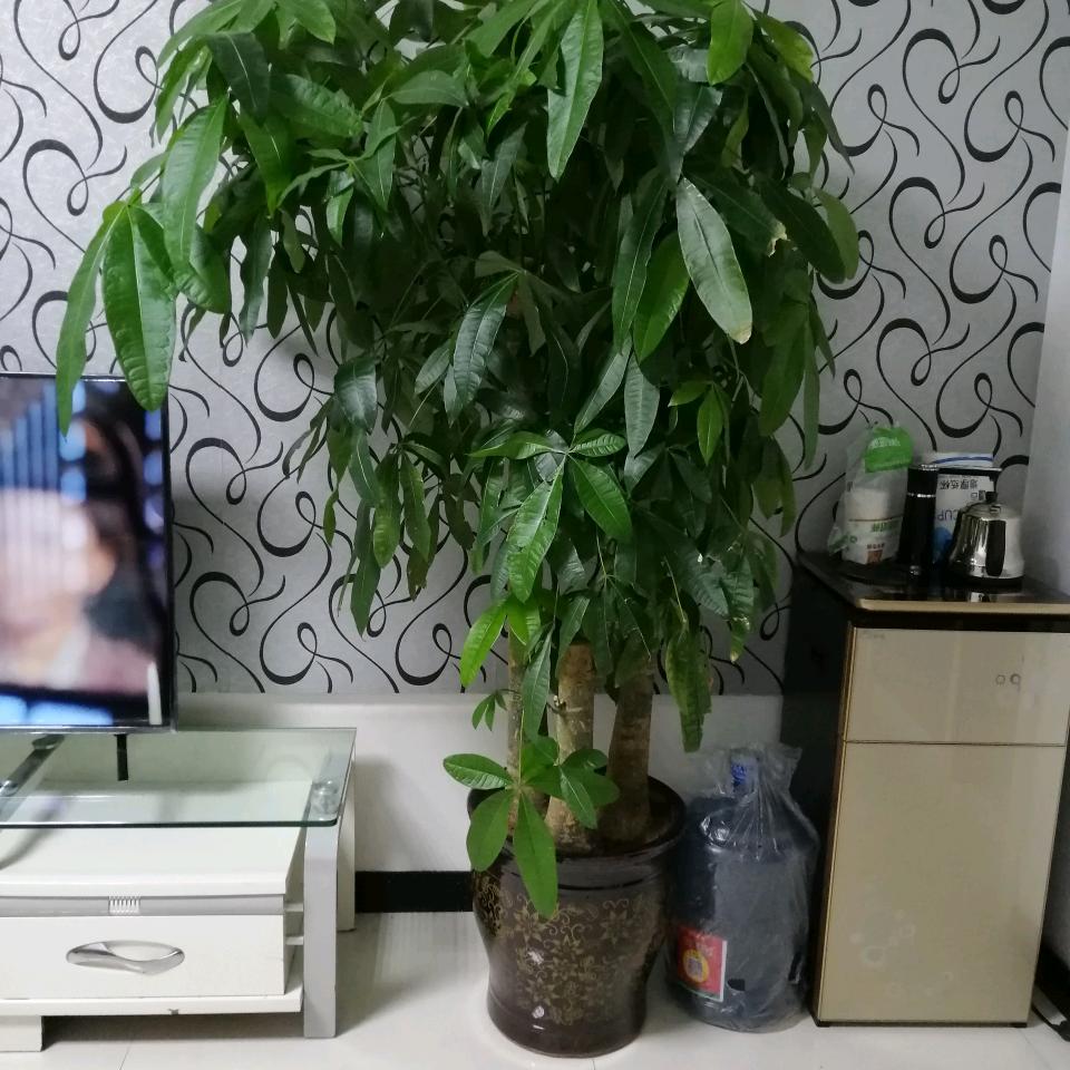 幸福人生一辈子