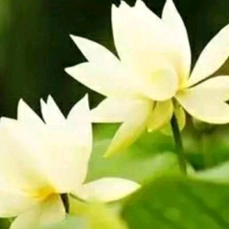 谭小会