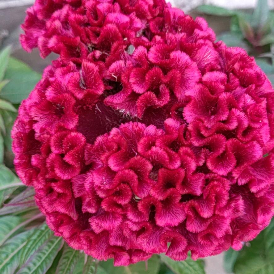 张芙蓉