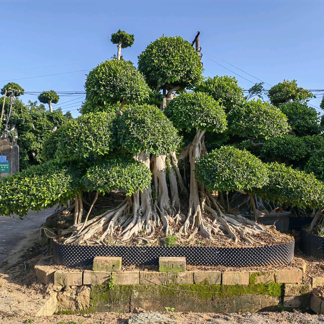 远林园艺场