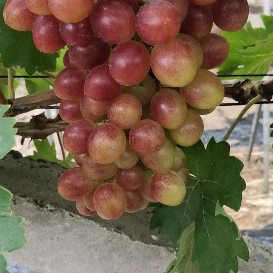 李红紫园家庭农场