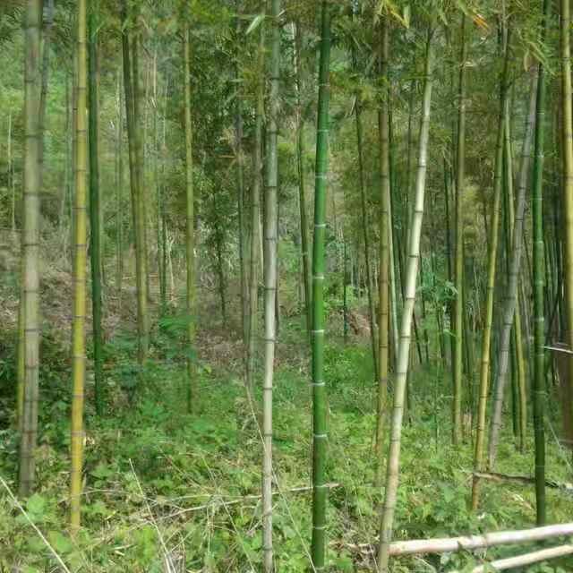 Da 瓢