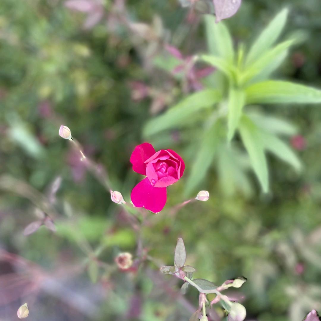 ᥫᩣ卜想蒋道理ꦿ💋꧔ꦿ℘