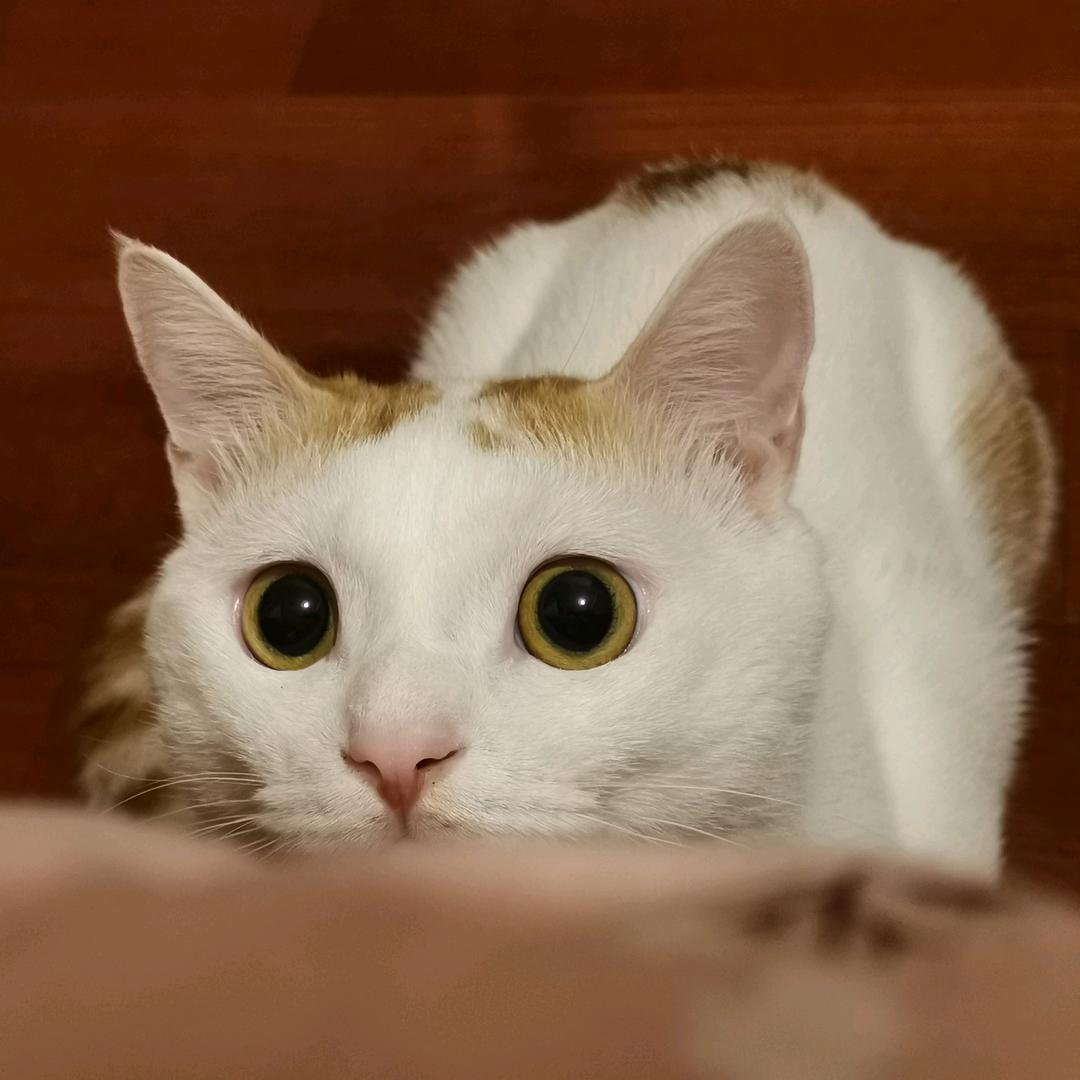 冷面是只猫