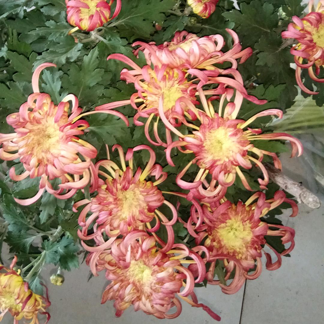 吉祥如意 1傲菊|