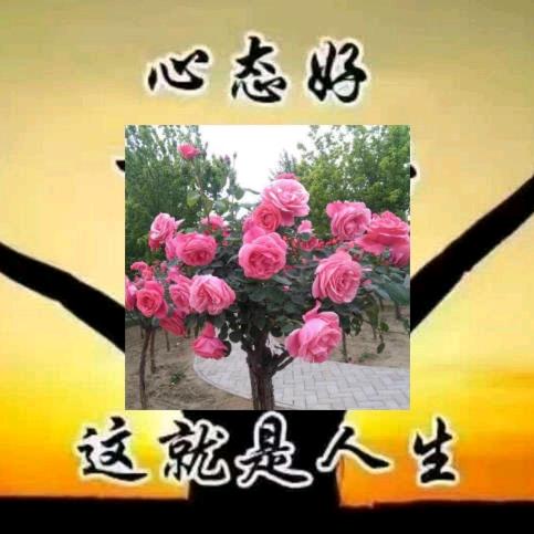 一顺百顺的生活