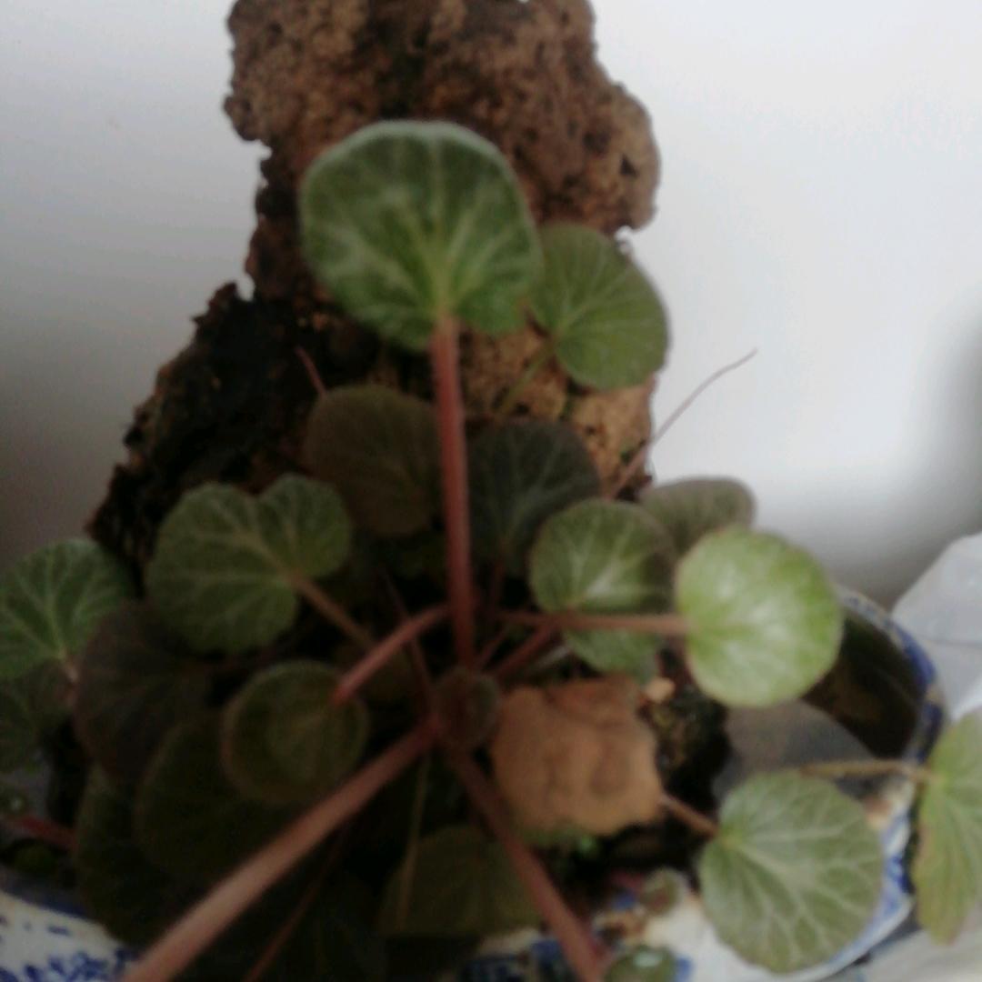 彩虹