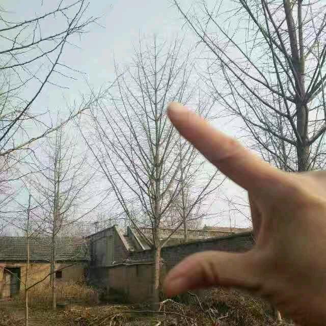 徐州云姐园林绿化工程有限公司