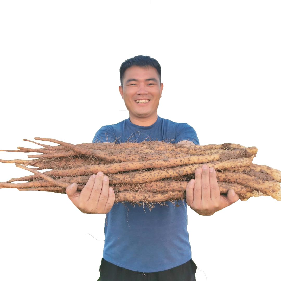 三少垆土铁棍山药（怀山药）