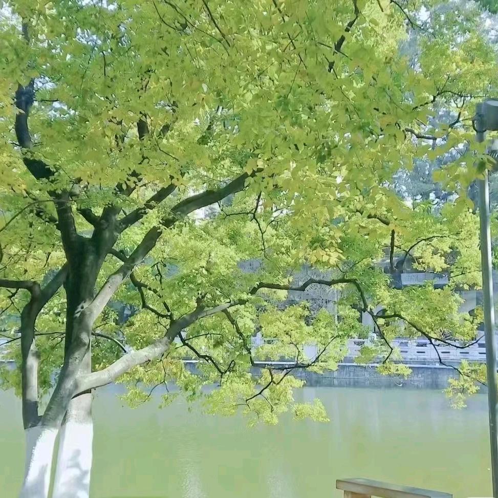 高中物理刘老师（专注一对一）