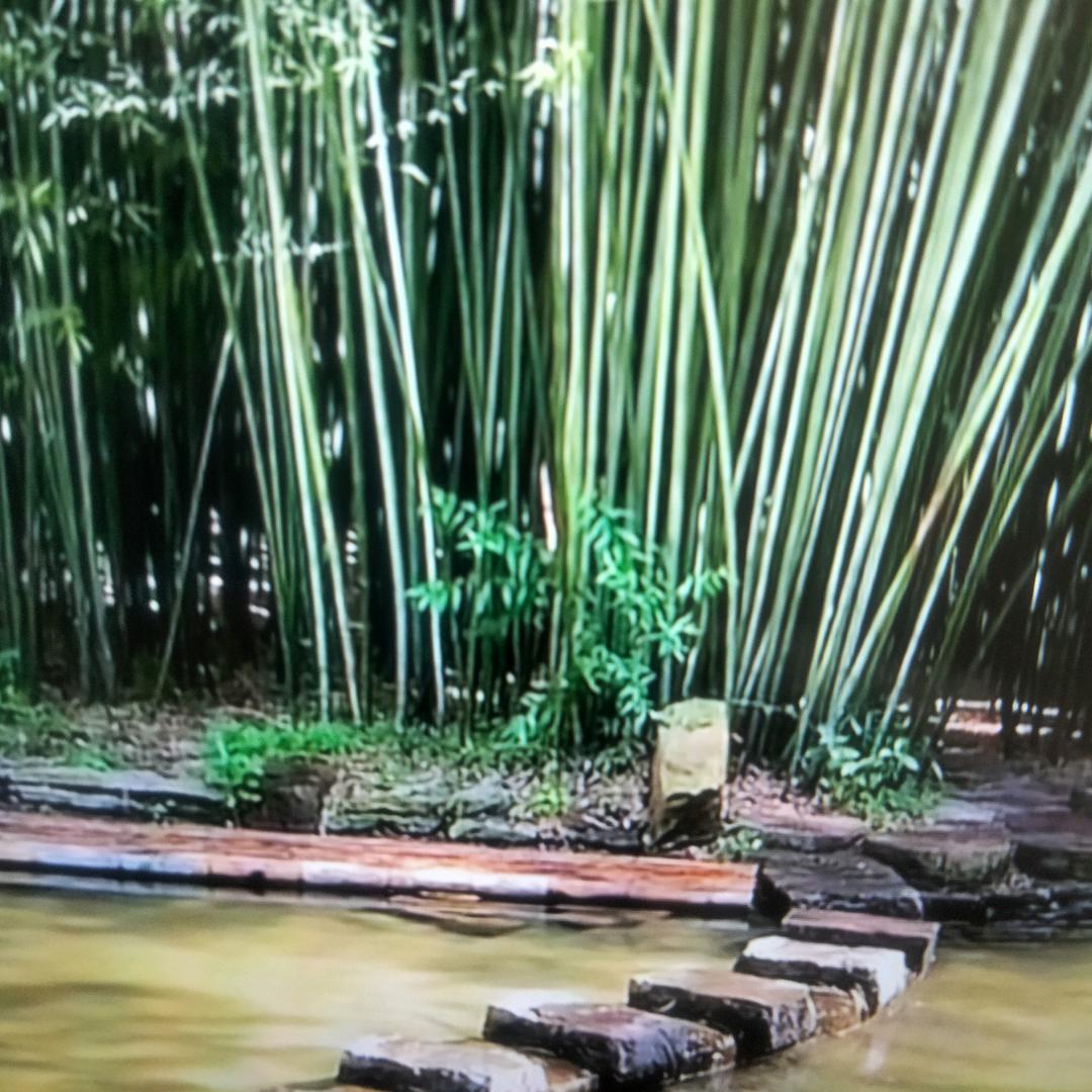 秋风浮雪艳阳花