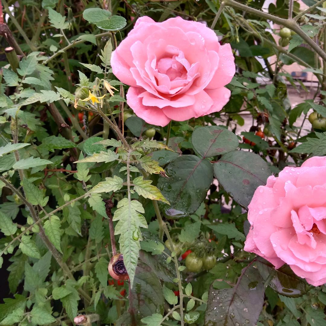 ☞♡笑敬过往♛☜