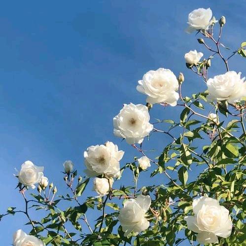 🐇🌹余生有(❁´◡`❁)你🎀