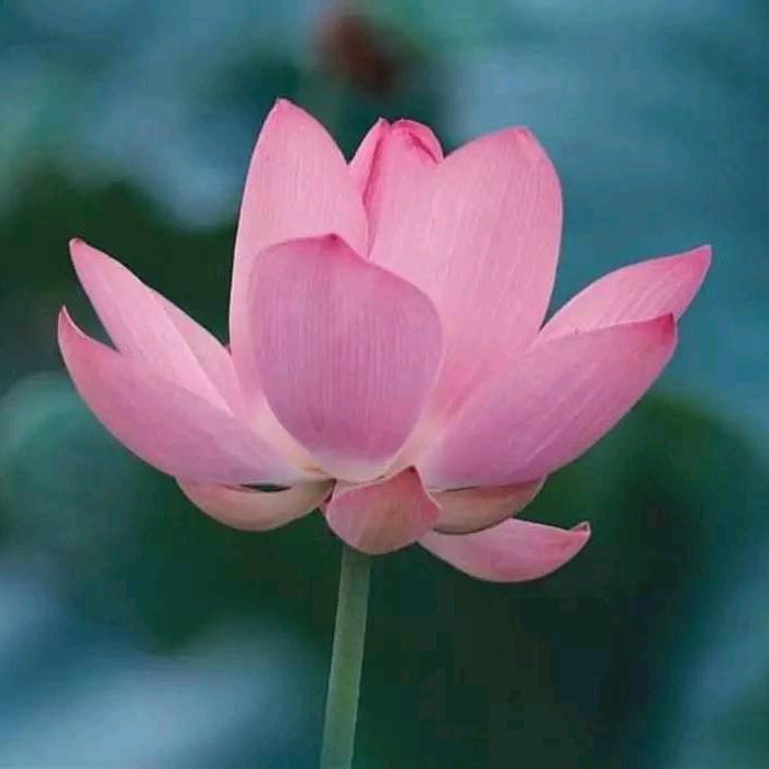 🌹岁月静好