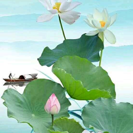 荷花