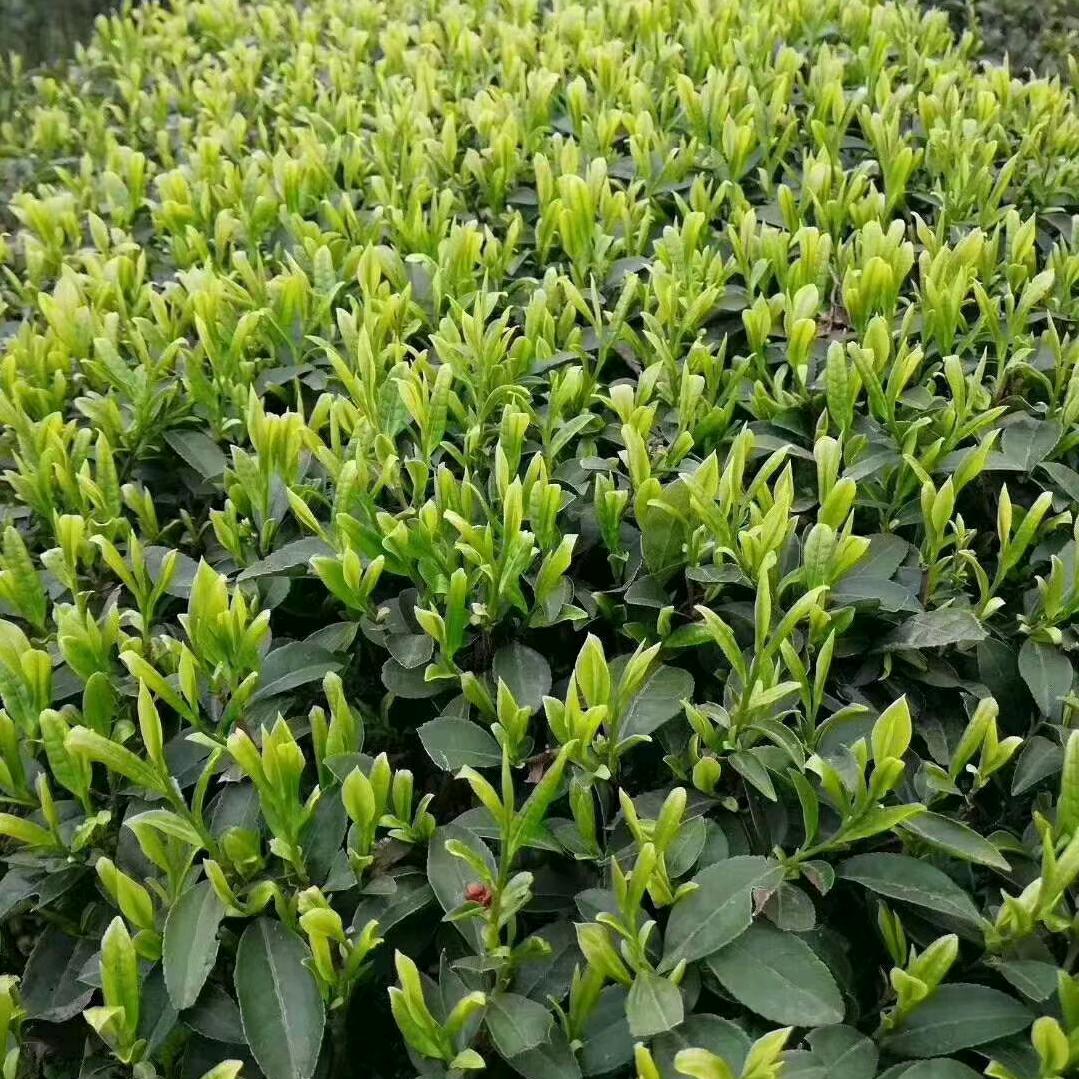 仁怀小吴