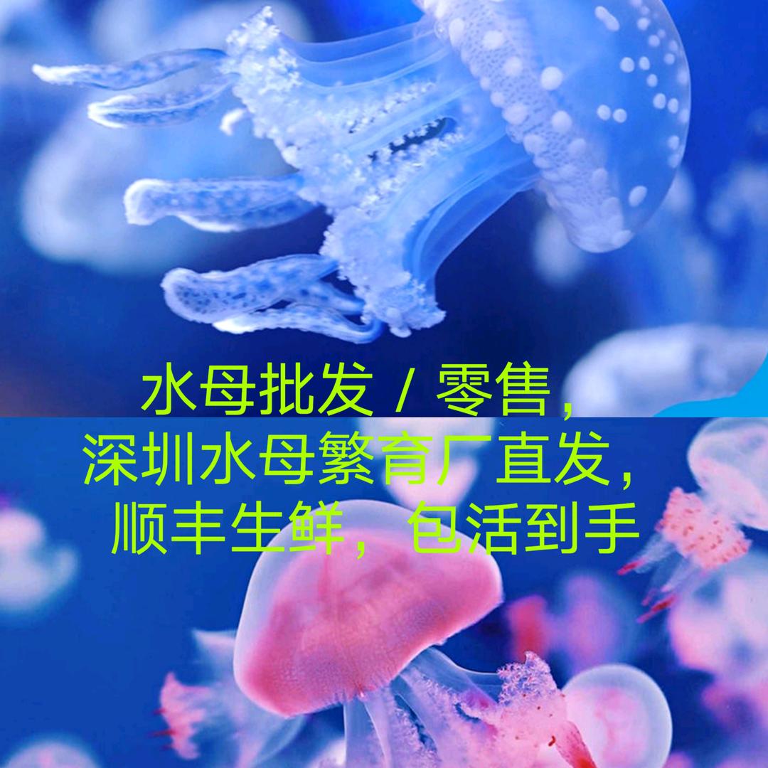 牧鱼人水族