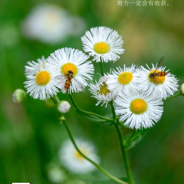 苍狗长风