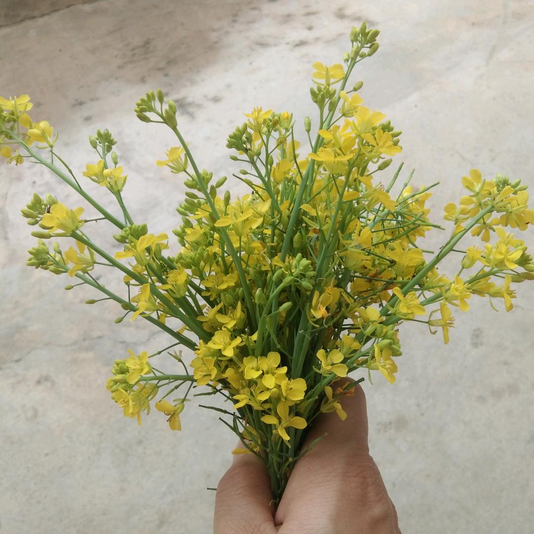 《彩虹的约定》