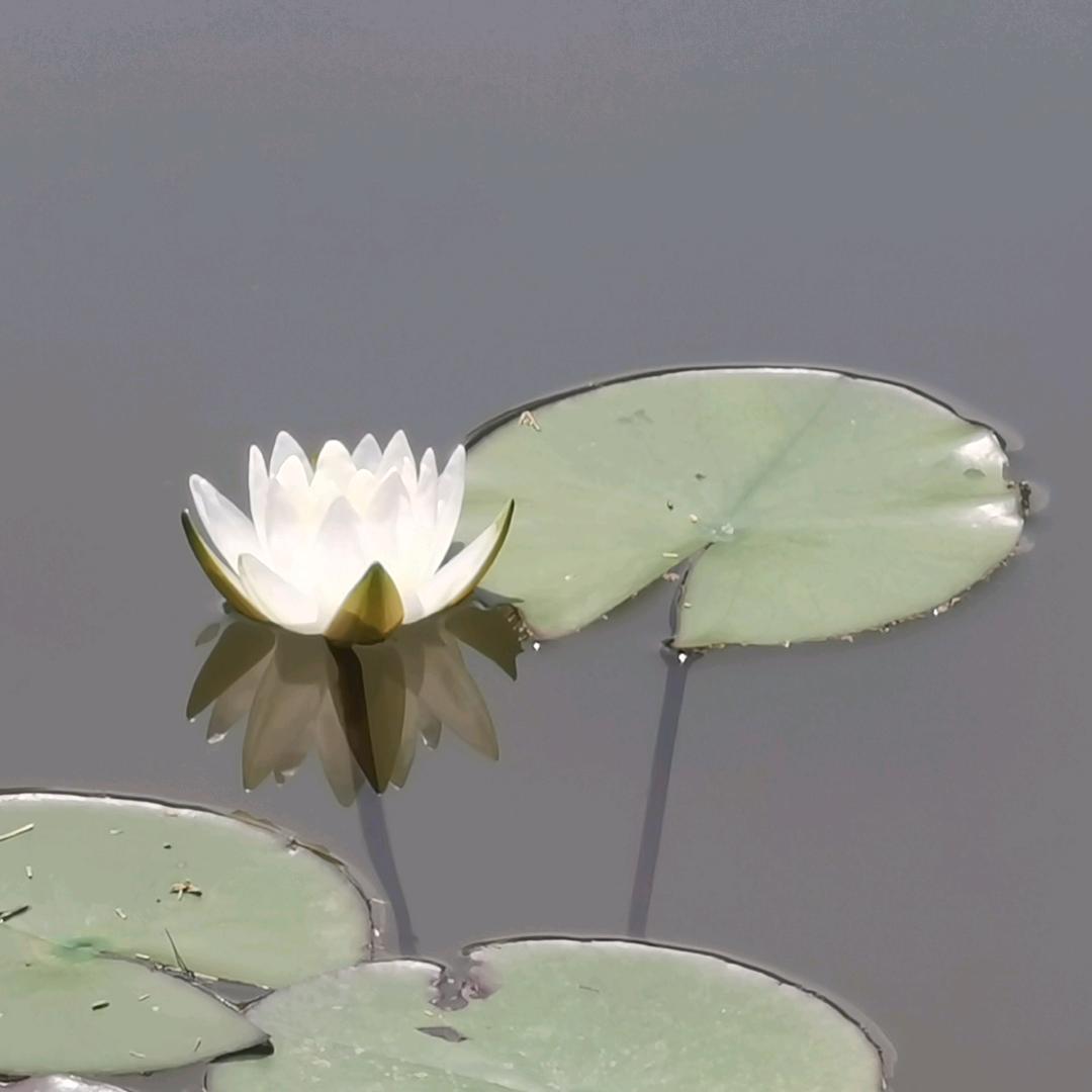 忍冬小院