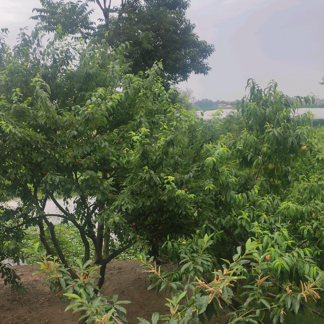 云驰网络