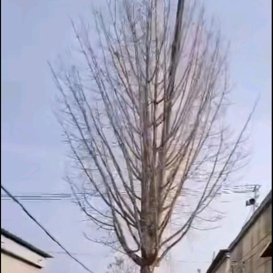 邳州市锋富园林绿化工程有限公司