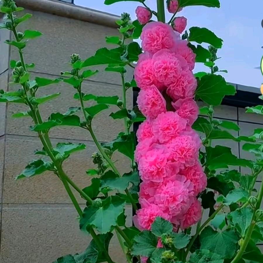 花开向阳
