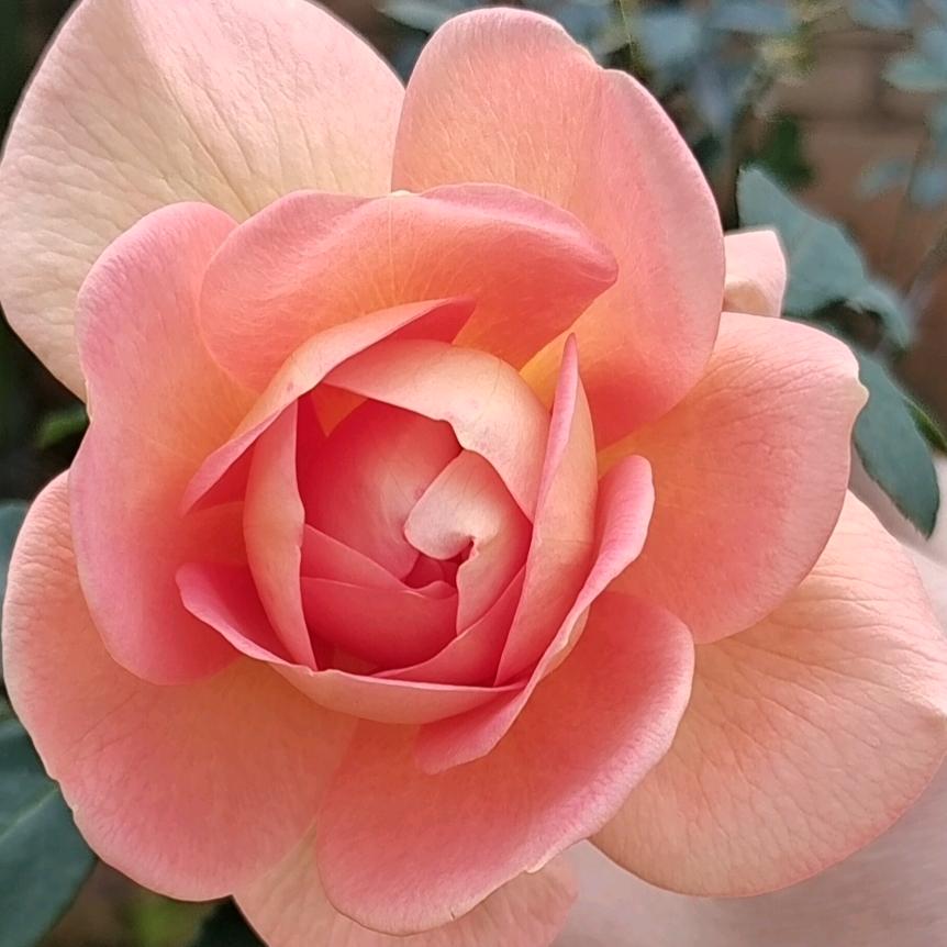 发呆的小锦羊🐑