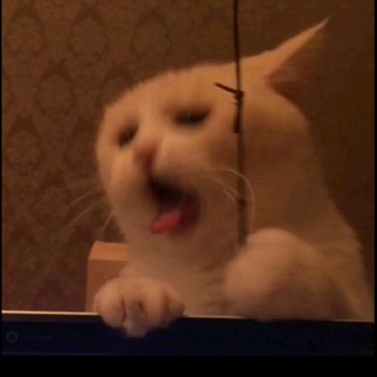 空心菜菜