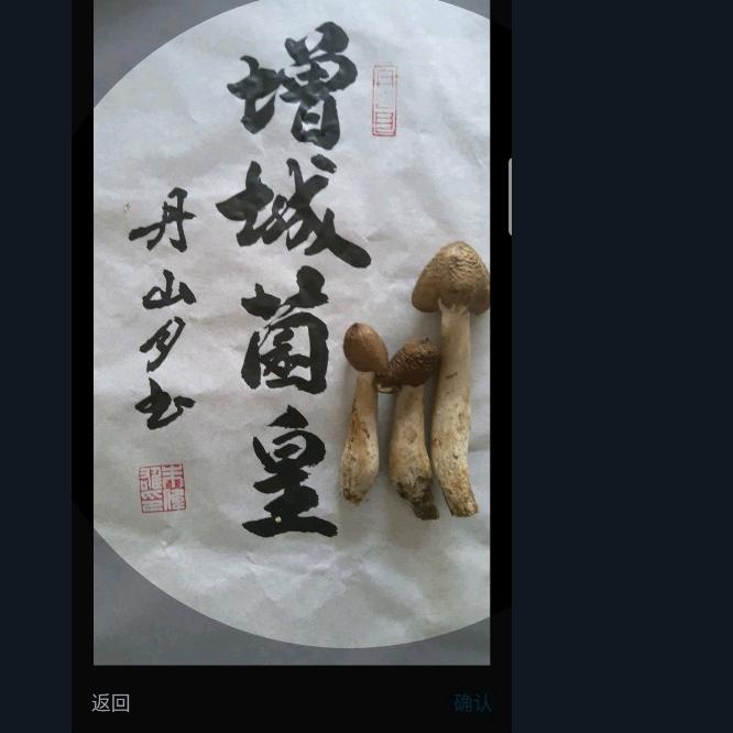增城荔枝菌皇