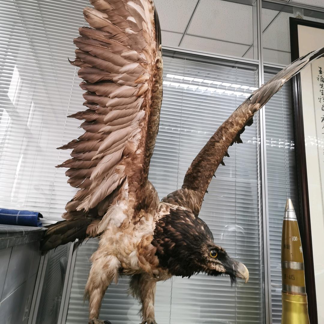 猎鹰🦅