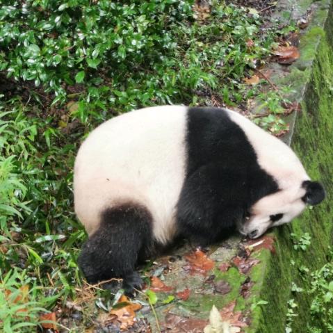 L丽xx