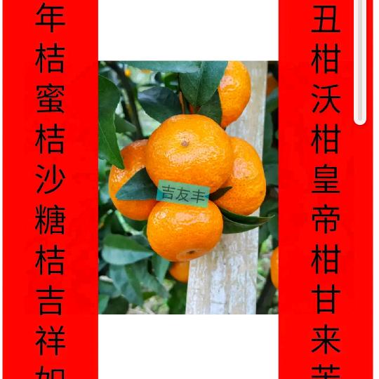 兴育-专业种植砂糖橘