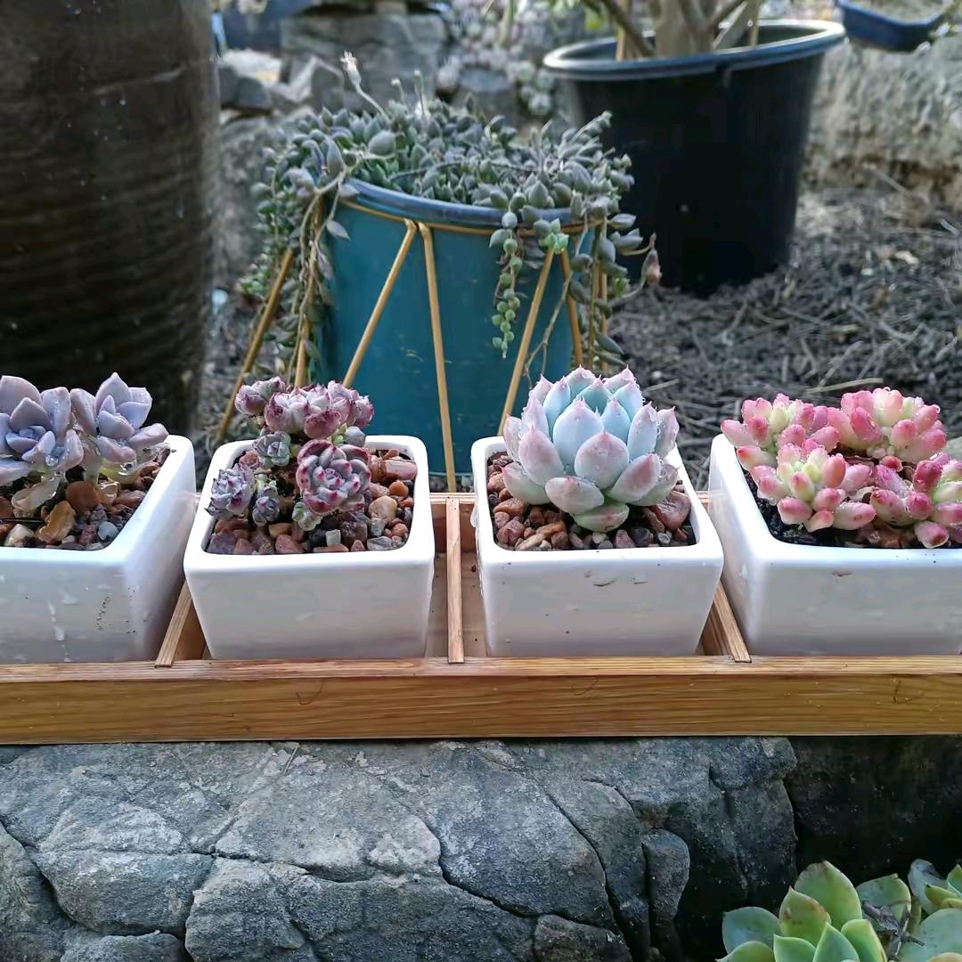 轩轩花卉水族官方号