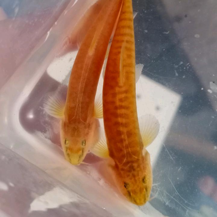 无情的你