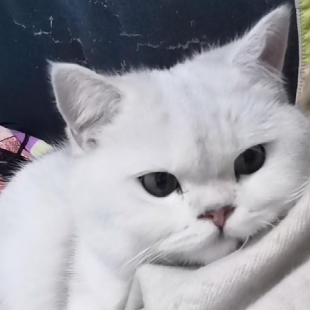 羊羊u: