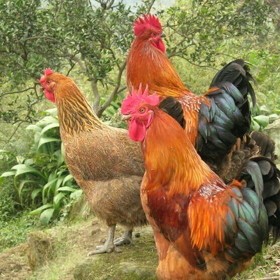 乳源瑶族自治县阿罗生态养殖农场（个体工商户）